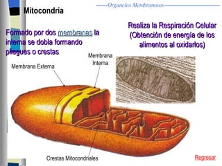 Mitocondria Crestas Mitocondriales Membrana Externa Membrana Interna Formado por dos  membranas  la  interna se dobla formando pliegues o crestas Regresar Realiza la Respiración Celular (Obtención de energía de los alimentos al oxidarlos) Organelos Membranosos 