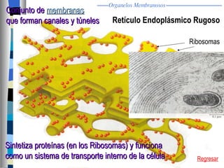 Retículo Endoplásmico Rugoso Ribosomas Conjunto de  membranas   que forman canales y túneles Sintetiza proteínas (en los Ribosomas) y funciona como un sistema de transporte interno de la célula Regresar Organelos Membranosos 