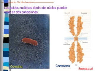 Los ácidos nucléicos dentro del núcleo pueden estar en dos condiciones: Cromatina Cromosoma Regresar a cel Organelos No Membranosos 