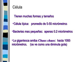 Célula Tienen muchas formas y tamaños Célula típica:  promedio de 5-50 micrómetros Bacterias mas pequeñas:  apenas 0.2 micrómetros La gigantesca amiba  Chaos chaos :  hasta 1000 micrómetros.  (se ve como una diminuta gota) 