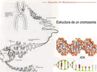 Estructura de un cromosoma ADN Organelos No Membranosos 