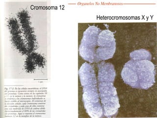 Cromosoma 12 Heterocromosomas X y Y Organelos No Membranosos 