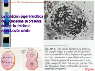 La condición superenrrollada del cromosoma se presenta  durante la división o  reproducción celular Regresar Organelos No Membranosos 