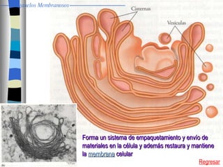 Regresar Forma un sistema de empaquetamiento y envío de  materiales en la célula y además restaura y mantiene  la  membrana  celular Organelos Membranosos 