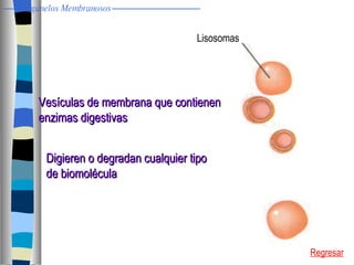 Lisosomas Vesículas de membrana que contienen enzimas digestivas Digieren o degradan cualquier tipo de biomolécula Regresar Organelos Membranosos 