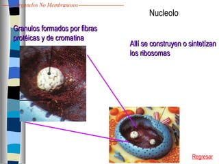 Granulos formados por fibras  protéicas y de cromatina Allí se construyen o sintetízan los ribosomas Nucleolo Regresar Organelos No Membranosos 