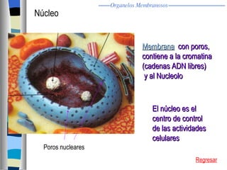 Membrana   con poros, contiene a la cromatina (cadenas ADN libres) y al Nucleolo El núcleo es el  centro de control  de las actividades celulares Núcleo Poros nucleares Regresar Organelos Membranosos 