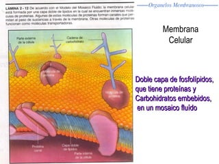 Membrana Celular Doble capa de fosfolípidos,  que tiene proteínas y  Carbohidratos embebidos, en un mosaico fluído Organelos Membranosos 