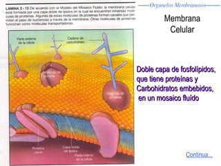 Membrana Celular Doble capa de fosfolípidos,  que tiene proteínas y  Carbohidratos embebidos, en un mosaico fluído Continua... Organelos Membranosos 
