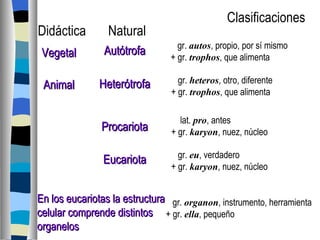 En los eucariotas la estructura celular comprende distintos organelos Clasificaciones Didáctica Natural Vegetal Animal Autótrofa Heterótrofa Procariota Eucariota gr.  autos , propio, por sí mismo + gr.  trophos , que alimenta gr.  heteros , otro, diferente + gr.  trophos , que alimenta gr.  eu , verdadero + gr.  karyon , nuez, núcleo  lat.  pro , antes + gr.  karyon , nuez, núcleo gr.  organon , instrumento, herramienta + gr.  ella , pequeño 