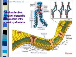 Delimita a la célula. Regula el intercambio  de materiales entre  el interior y el exterior Regresar Organelos Membranosos 