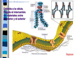 Delimita a la célula. Regula el intercambio  de materiales entre  el interior y el exterior Regresar Organelos Membranosos 