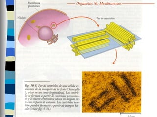 Organelos No Membranosos 