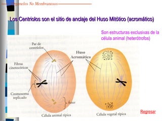 Los Centriolos son el sitio de anclaje del Huso Mitótico (acromático) Son estructuras exclusivas de la  célula animal (heterótrofos) Regresar Organelos No Membranosos 