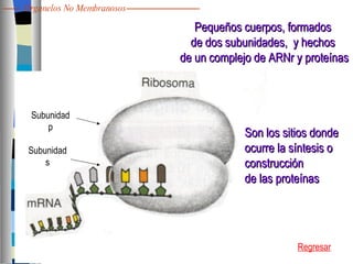 Subunidad p Subunidad s Pequeños cuerpos, formados  de dos subunidades,  y hechos  de un complejo de ARNr y proteínas Son los sitios donde  ocurre la síntesis o construcción  de las proteínas Regresar Organelos No Membranosos 