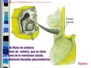 Red de fibras de celulosa  (polímero de  carbón), que se ubica  por fuera de la membrana celular,  con aberturas llamadas plasmodesmos Regresar Organelos No Membranosos 