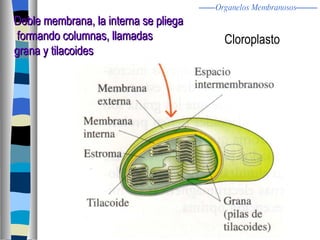Cloroplasto Doble membrana, la interna se pliega formando columnas, llamadas  grana y tilacoides Organelos Membranosos 