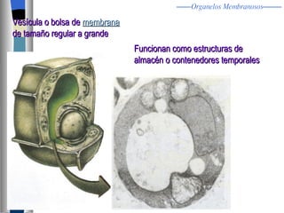 Vesícula o bolsa de  membrana   de tamaño regular a grande Funcionan como estructuras de almacén o contenedores temporales Organelos Membranosos 