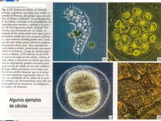 Algunos ejemplos de células 