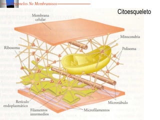 Citoesqueleto Organelos No Membranosos 