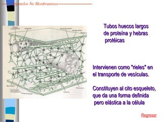 Tubos huecos largos  de proteína y hebras protéicas Intervienen como "rieles" en  el transporte de vesículas. Constituyen al cito esqueleto,  que da una forma definida pero elástica a la célula Regresar Organelos No Membranosos 