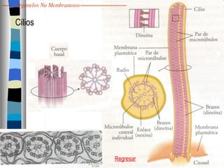 Cilios Regresar Organelos No Membranosos 