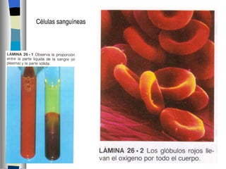 Células sanguíneas 