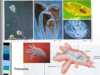 Protozoarios 