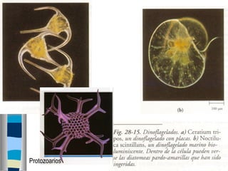 Protozoarios 