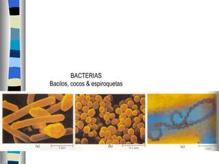 BACTERIAS Bacilos, cocos & espiroquetas 