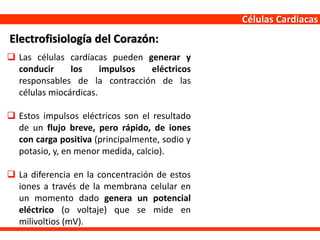 Células Cardiacas
 Las células cardíacas pueden generar y
conducir los impulsos eléctricos
responsables de la contracción de las
células miocárdicas.
 Estos impulsos eléctricos son el resultado
de un flujo breve, pero rápido, de iones
con carga positiva (principalmente, sodio y
potasio, y, en menor medida, calcio).
 La diferencia en la concentración de estos
iones a través de la membrana celular en
un momento dado genera un potencial
eléctrico (o voltaje) que se mide en
milivoltios (mV).
Electrofisiología del Corazón:
 