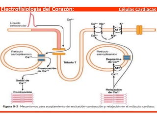 Células CardiacasElectrofisiología del Corazón:
 
