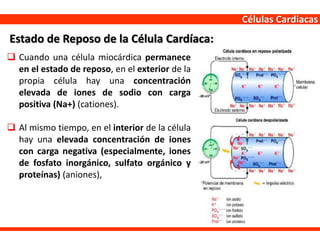 Células Cardiacas
 Cuando una célula miocárdica permanece
en el estado de reposo, en el exterior de la
propia célula hay una concentración
elevada de iones de sodio con carga
positiva (Na+) (cationes).
 Al mismo tiempo, en el interior de la célula
hay una elevada concentración de iones
con carga negativa (especialmente, iones
de fosfato inorgánico, sulfato orgánico y
proteínas) (aniones),
Estado de Reposo de la Célula Cardíaca:
 