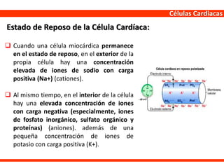 Células Cardiacas
 Cuando una célula miocárdica permanece
en el estado de reposo, en el exterior de la
propia célula hay una concentración
elevada de iones de sodio con carga
positiva (Na+) (cationes).
 Al mismo tiempo, en el interior de la célula
hay una elevada concentración de iones
con carga negativa (especialmente, iones
de fosfato inorgánico, sulfato orgánico y
proteínas) (aniones). además de una
pequeña concentración de iones de
potasio con carga positiva (K+).
Estado de Reposo de la Célula Cardíaca:
 
