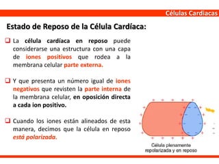 Células Cardiacas
 La célula cardíaca en reposo puede
considerarse una estructura con una capa
de iones positivos que rodea a la
membrana celular parte externa.
 Y que presenta un número igual de iones
negativos que revisten la parte interna de
la membrana celular, en oposición directa
a cada ion positivo.
 Cuando los iones están alineados de esta
manera, decimos que la célula en reposo
está polarizada.
Estado de Reposo de la Célula Cardíaca:
 