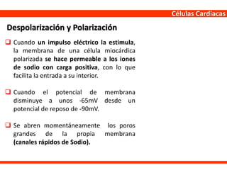 Células Cardiacas
 Cuando un impulso eléctrico la estimula,
la membrana de una célula miocárdica
polarizada se hace permeable a los iones
de sodio con carga positiva, con lo que
facilita la entrada a su interior.
 Cuando el potencial de membrana
disminuye a unos -65mV desde un
potencial de reposo de -90mV.
 Se abren momentáneamente los poros
grandes de la propia membrana
(canales rápidos de Sodio).
Despolarización y Polarización
 
