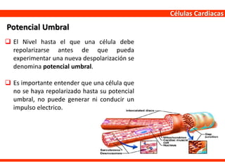 Células Cardiacas
 El Nivel hasta el que una célula debe
repolarizarse antes de que pueda
experimentar una nueva despolarización se
denomina potencial umbral.
 Es importante entender que una célula que
no se haya repolarizado hasta su potencial
umbral, no puede generar ni conducir un
impulso electrico.
Potencial Umbral
 