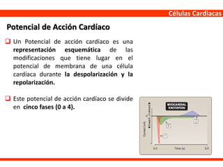 Células Cardiacas
 Un Potencial de acción cardíaco es una
representación esquemática de las
modificaciones que tiene lugar en el
potencial de membrana de una célula
cardíaca durante la despolarización y la
repolarización.
 Este potencial de acción cardíaco se divide
en cinco fases (0 a 4).
Potencial de Acción Cardíaco
 