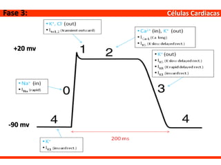 Células CardiacasFase 3:
+20 mv
-90 mv
 