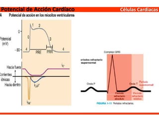 Células CardiacasPotencial de Acción Cardíaco
 
