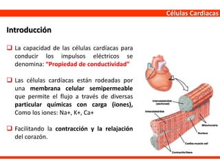 Células Cardiacas
 La capacidad de las células cardíacas para
conducir los impulsos eléctricos se
denomina: “Propiedad de conductividad”
 Las células cardíacas están rodeadas por
una membrana celular semipermeable
que permite el flujo a través de diversas
particular químicas con carga (iones),
Como los iones: Na+, K+, Ca+
 Facilitando la contracción y la relajación
del corazón.
Introducción
 