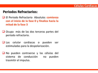 Células Cardiacas
 El Periodo Refractario Absoluto: comienza
con el inicio de la fase 0 y finaliza hacia la
mitad de la fase 3
 Ocupa más de las dos terceras partes del
período refractario.
 Las celular cardiacas o pueden ser
estimuladas para la despolarización.
 No pueden contraerse y las células del
sistema de conducción no pueden
trasmitir el impulso.
Periodos Refractarios:
 