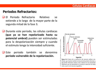 Células Cardiacas
 El Periodo Refractario Relativo: se
extiende a lo largo de la mayor parte de la
segunda mitad de la fase 3.
 Durante este periodo, las células cardiacas
(que ya se han repolarizado hasta su
potencial umbral) pueden ser estimuladas
para la despolarización siempre y cuando
el estimulo tenga la intensidad suficiente.
 Este periodo también se denomina
período vulnerable de la repolarización.
Periodos Refractarios:
 