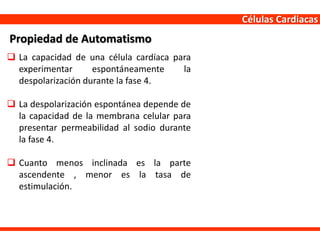 Células Cardiacas
 La capacidad de una célula cardíaca para
experimentar espontáneamente la
despolarización durante la fase 4.
 La despolarización espontánea depende de
la capacidad de la membrana celular para
presentar permeabilidad al sodio durante
la fase 4.
 Cuanto menos inclinada es la parte
ascendente , menor es la tasa de
estimulación.
Propiedad de Automatismo
 