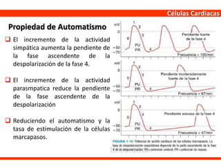 Células Cardiacas
 El incremento de la actividad
simpática aumenta la pendiente de
la fase ascendente de la
despolarización de la fase 4.
 El incremente de la actividad
parasmpatica reduce la pendiente
de la fase ascendente de la
despolarización
 Reduciendo el automatismo y la
tasa de estimulación de la células
marcapasos.
Propiedad de Automatismo
 