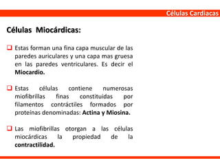 Células Cardiacas
 Estas forman una fina capa muscular de las
paredes auriculares y una capa mas gruesa
en las paredes ventriculares. Es decir el
Miocardio.
 Estas células contiene numerosas
miofibrillas finas constituidas por
filamentos contráctiles formados por
proteínas denominadas: Actina y Miosina.
 Las miofibrillas otorgan a las células
miocárdicas la propiedad de la
contractilidad.
Células Miocárdicas:
 