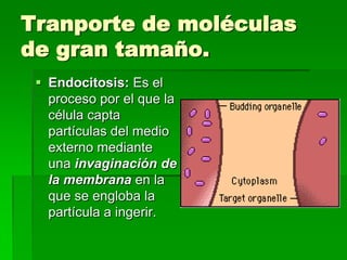 Tranporte de moléculas
de gran tamaño.
  Endocitosis: Es el
   proceso por el que la
   célula capta
   partículas del medio
   externo mediante
   una invaginación de
   la membrana en la
   que se engloba la
   partícula a ingerir.
 