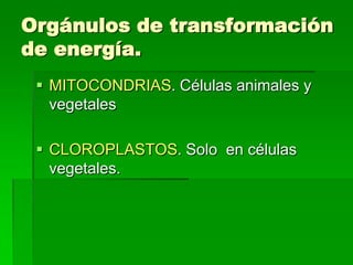 Orgánulos de transformación
de energía.
  MITOCONDRIAS. Células animales y
   vegetales

  CLOROPLASTOS. Solo en células
   vegetales.
 