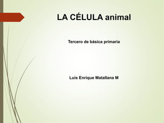 LA CÉLULA animal
Tercero de básica primaria
Luis Enrique Matallana M
 