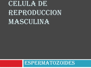 CELULA DE
REPRODUCCION
MASCULINA

espermatozoides

 